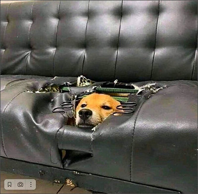 Спрятался черный юмор про собак