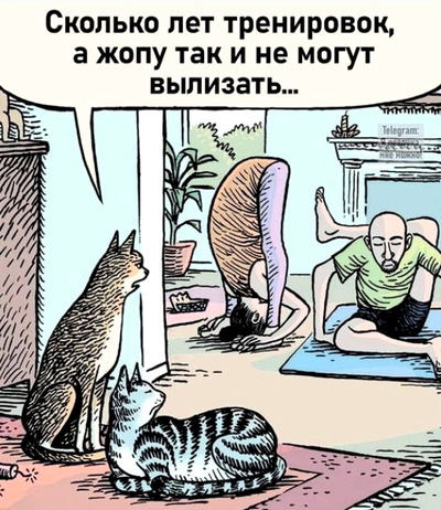кошачья йога